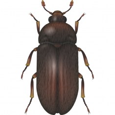 Black Larder Beetle